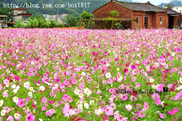 【新竹。芎林】層層交疊。大地畫布。新竹秀湖村花海。鄉村田野美景