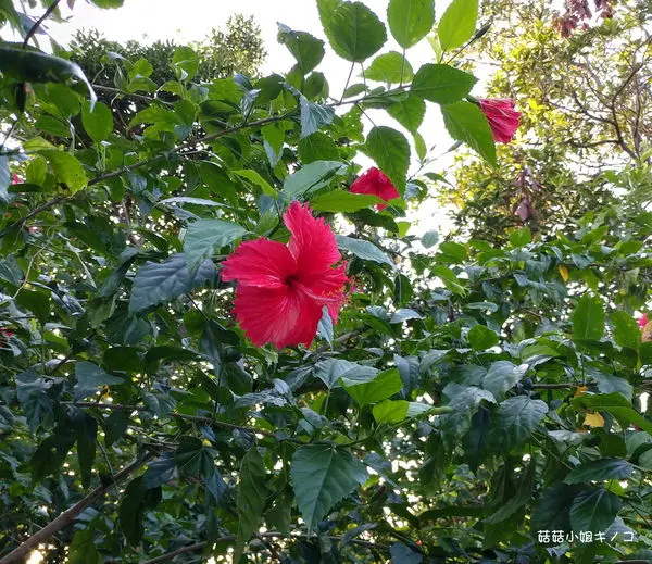 遊。台北-捷運象山站-微涼又沒下雨的天最適合爬山啦!!~來去爬象山看夕陽~