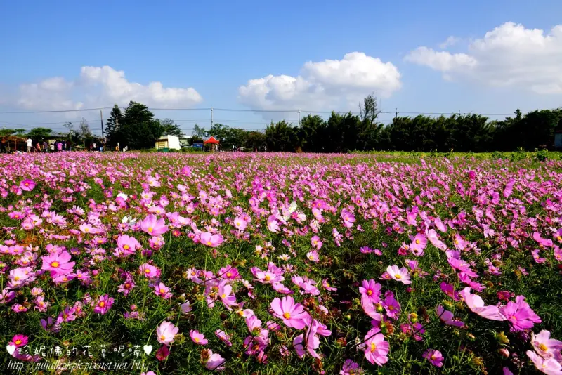 【桃園-大園區】2015桃園幸福花彩節，大園場之幸福彩虹