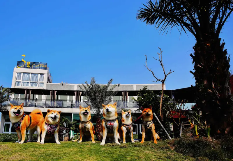 【食。桃園】3號咖啡 No.3 Cafe〜親子寵物友善餐廳。峇里島風情，大草皮×溜滑梯沙坑×戲水池，遛小孩的天堂！