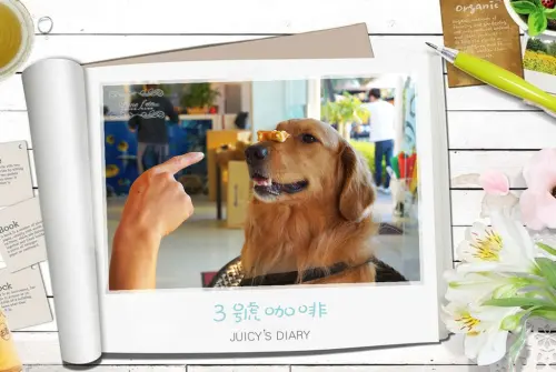 棠小璇* 桃園縣新屋鄉笨港村榕樹下-3號咖啡毛孩日記 JUICYs DIARY