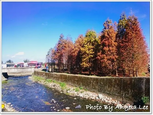 【桃園旅遊】八德落羽松秘境(2018/01/14松況)同場加映：大溪《小小兵彩繪牆》最新二組圖案。