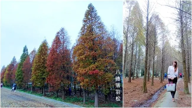 桃園落羽松景點 ▶ 八德落羽松森林 ▶ 彷彿置身於國外的美景 浪漫美拍好去處