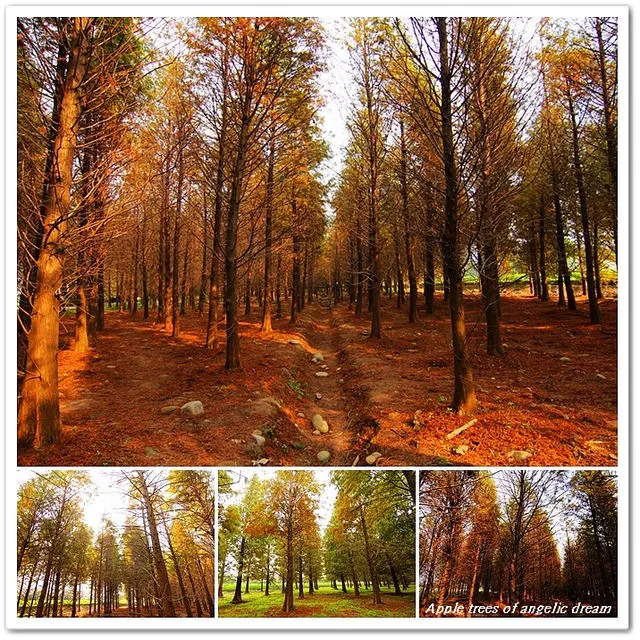 『桃園八德景點』八德落羽松祕境●桃園落羽松美景限時登場(加碼順遊美食景點一日遊)