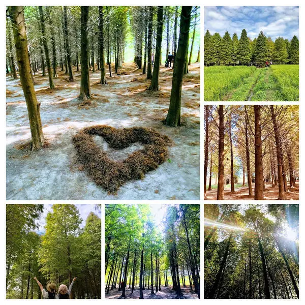 八德霄裡落羽松森林秘境│桃園欣賞落羽松打卡熱點│季節限定最新資訊停車收費│花舞霄裡花海│北國浪漫風情拍照聖地