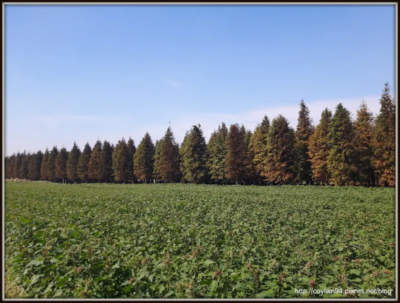 冬季限定美景~桃園八德。霄裡落羽松林　