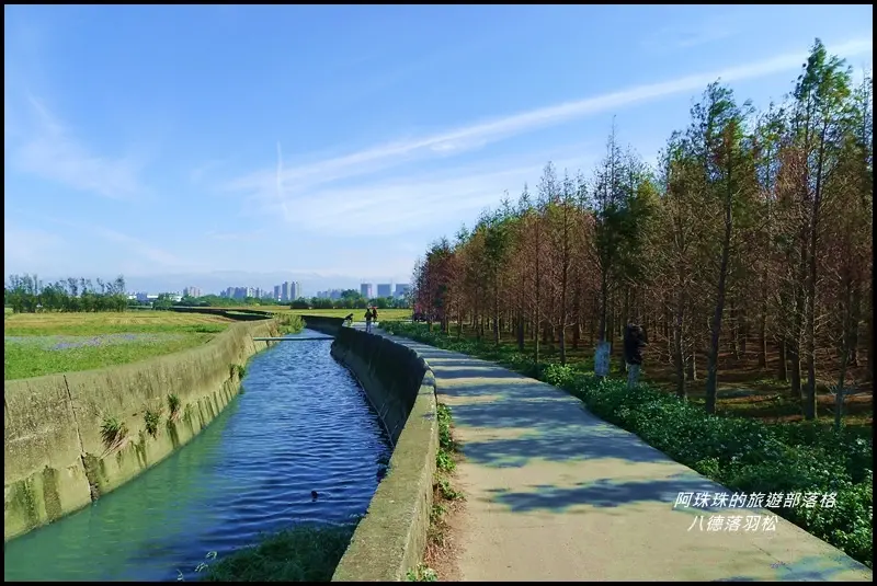 桃園八德。季節限定八德霄裡落羽松森林