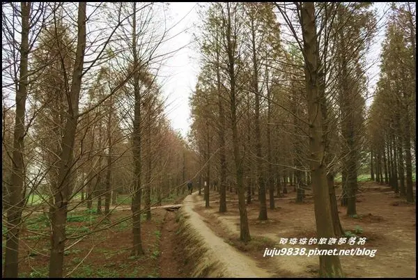 桃園。八德落羽松森林&宵裡池畔落羽松。同場加映金陵路向日葵花田