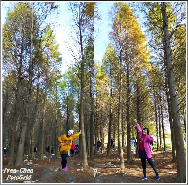 《桃園八德景點》2018.12.29元旦假期趴趴走/落羽松漸層色彩拂向藍天深邃之美-『八德落羽松林秘境』              