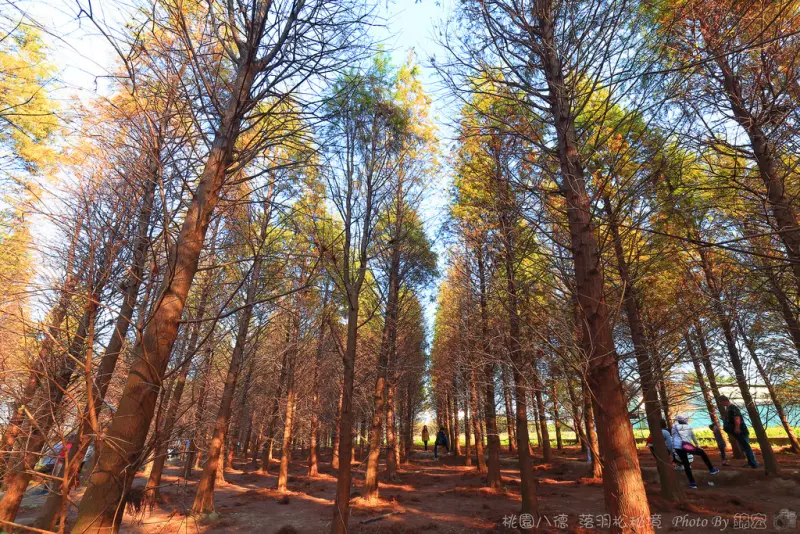 【桃園景點】八德落羽松秘境 落羽松森林 黃綠紅隨季節轉變 加碼波絲菊花海/大溪橋夜景 八德落羽松怎麼去?含詳細地址