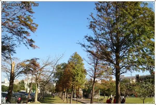 [季節限定]橙褐色的美麗秘境~ 桃園、北埔、八德落羽松