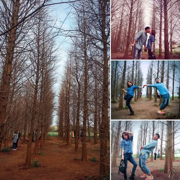 【愛旅遊】台版的冬季戀歌★☆桃園八德 落羽松☆★