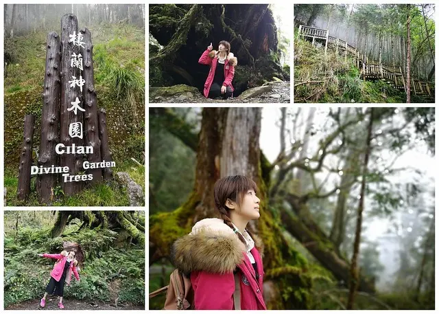 【宜蘭隱藏景點】棲蘭神木園，亞洲最大檜木神木園，「賽德克巴萊」拍攝地點~入園區需事先申請喔!(力麗馬告生態園區-神木園)