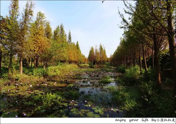  ▋遊記▋彰化 金馬東路落羽松最新景點＂隱藏版＂秘境森林好夢幻！當祕境不再是祕境~行程規劃/YouBike一日遊/彰化一日遊/彰化景點推薦/親子遊