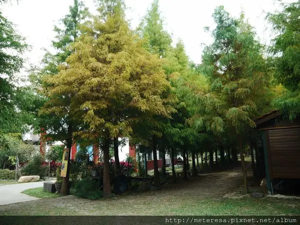 【南投國姓落羽松】童話故事的場景．九佃落羽松．根本是夢幻落羽松公園!!!!