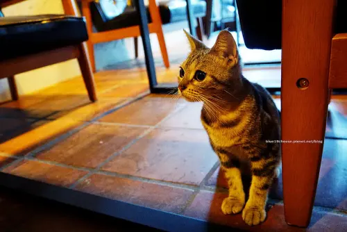 【台中北區】片葉居Single Leaf - 咖啡順口大杯.店貓蕾蕾.姆姆.momo.太原綠園道.近本壽司日本料理.拉摩斯咖啡旁