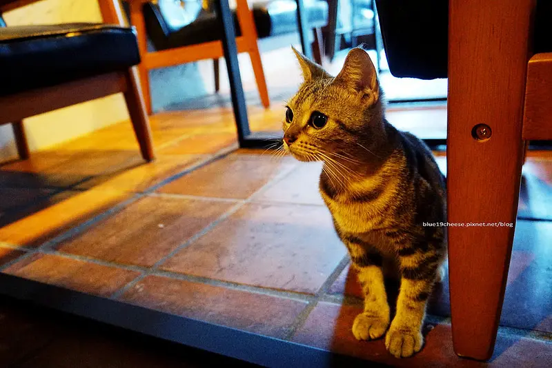 【台中北區】片葉居Single Leaf - 咖啡順口大杯.店貓蕾蕾.姆姆.momo.太原綠園道.近本壽司日本料理.拉摩斯咖啡旁