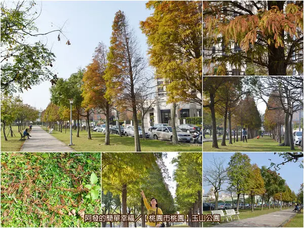 ﹝桃園市桃園遊記﹞玉山公園　溫馨小品、貼近生活，適合親子共遊的落羽松景點（2016/12/26最新樹況）　／北台灣落羽松景點／落羽松秘境／桃園免費景點／親子共遊免費景點