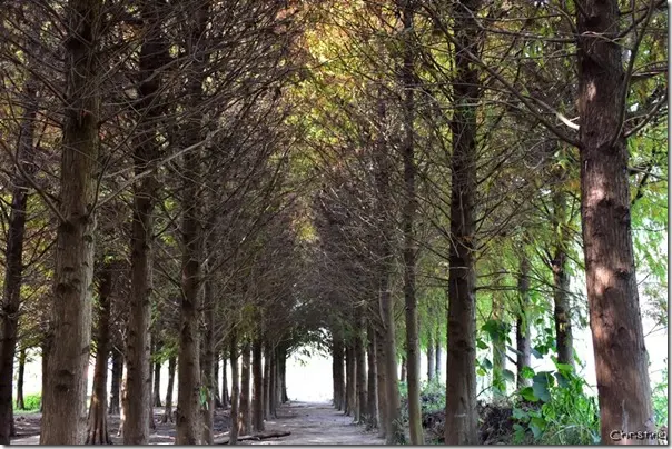 【台中。景點】霧峰 / 落羽松秘境，IG熱門打卡拍照景點，國道六號旁
