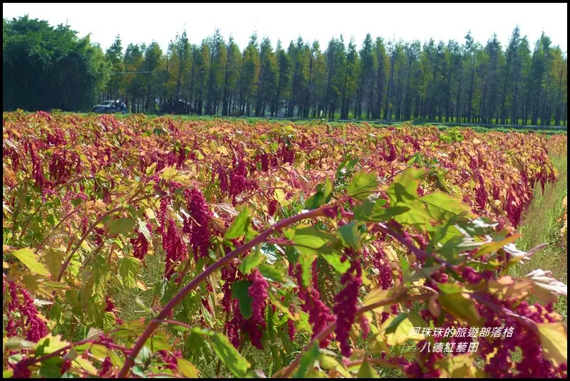 桃園八德。紅通通的紅藜田