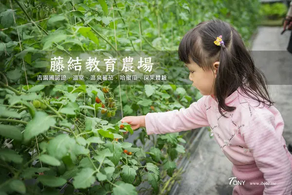 【宜蘭礁溪親子】藤結教育觀光農場 溫室採果體驗 吉園圃認證/溫泉蕃茄/哈密瓜
