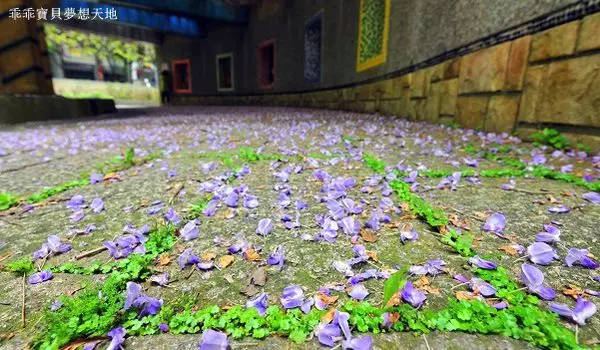 【林口 / 賞花】麗林國小 - 百看不厭的紫藤花廊