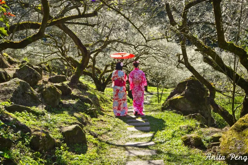 【玩樂．南投】烏松崙森林渡假營～南投信義鄉石家梅園，宛如仙境的賞梅聖地