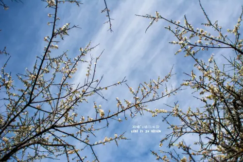 Nantou｜南投‧信義｜我在新中橫99K享受踏雪尋梅樂趣*土場梅園