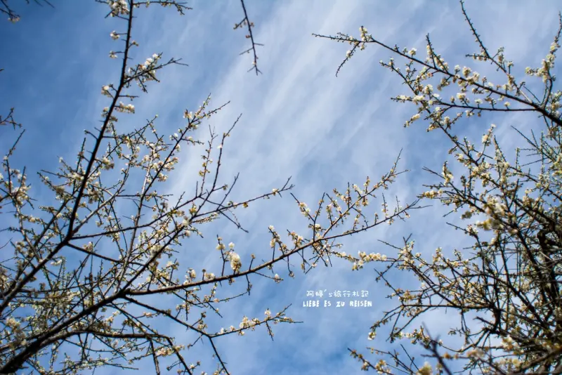 Nantou｜南投‧信義｜我在新中橫99K享受踏雪尋梅樂趣*土場梅園