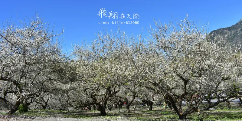 [南投信義]土場楊家梅園,空拍雪白世界(2017.1.18拍攝),潔白的雪美人:隨風綻放就像溫暖的雪景,空拍景點推薦,即將進入花季尾聲.