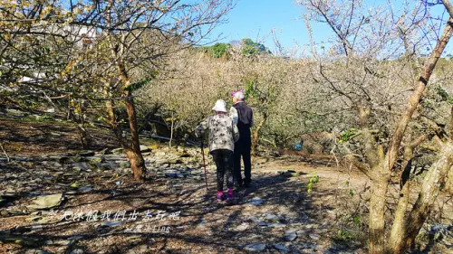 土場梅園。就像下起了白雪般為山野的綠增添了純白的顏色