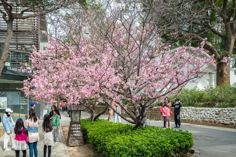 ｜新竹景點｜新竹公園，850棵櫻花盛開中，公園還有沙坑、遊樂設施可以玩，野餐踏青賞櫻的好去處 - Hallo！Im 婷兒