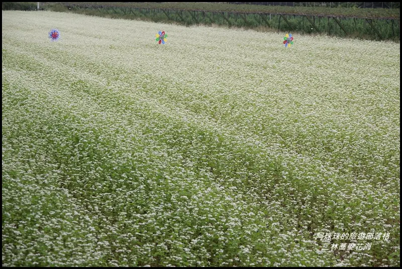 彰化二林。蕎麥花海