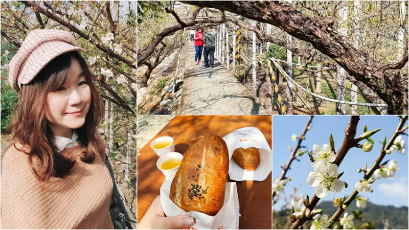 【台中新社】鮭魚葡萄/梅花森林/梅花隧道 免費參觀 品嘗手做麵包 咖啡 肥美葡萄好啾西