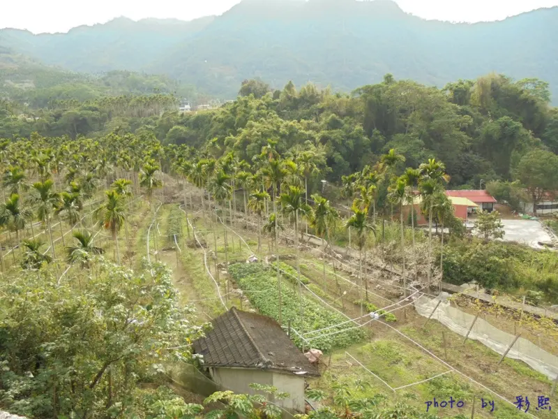【台中。新社】 梅花隧道~在台中就能賞梅
