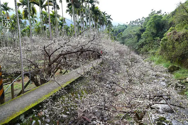 [ 台中⊙新社]梅花隧道。另類的賞梅