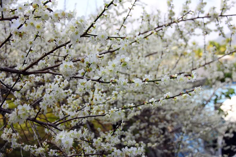 台中新社梅花秘境,梅花大爆滿新社梅花已經逐漸綻放 免費賞梅 | 台中賞梅推薦