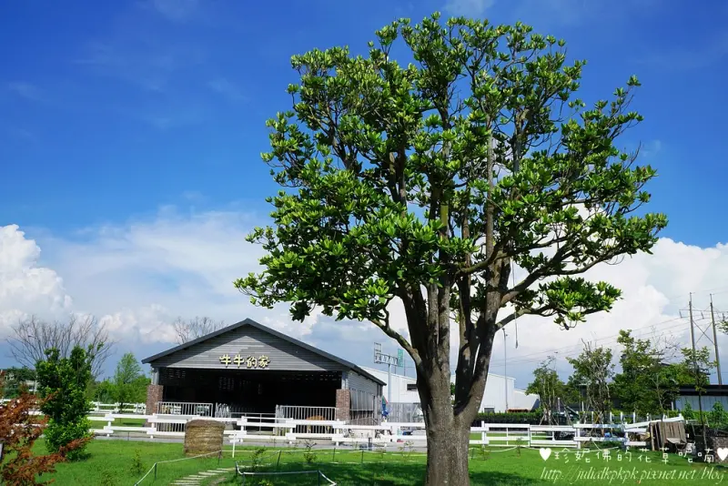 【雲林-崙背鄉】適合親子同遊的免門票景點「千巧谷牛樂園牧場」