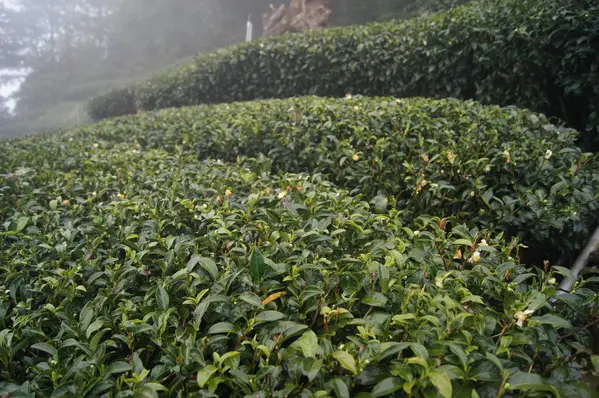 來自梨山黑森林的純淨甘露，梨山古邁茶行