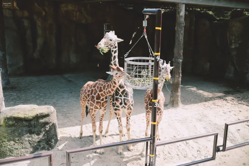 滋潤心靈的木柵動物園小記，NO.2