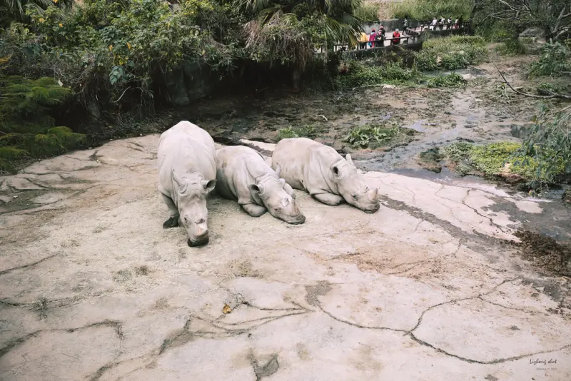 滋潤心靈的木柵動物園小記，NO.4