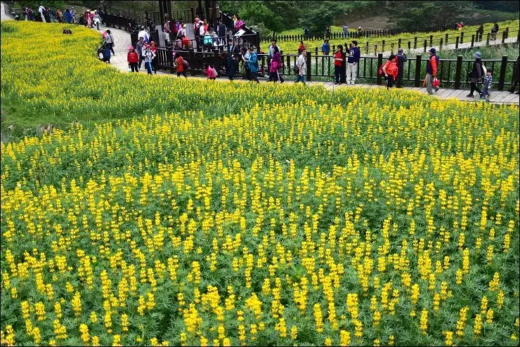 《魔鬼甄花瘋玩台灣》貓空纜車站&樟樹步道魯冰花~貓空的茶園開滿花，閃閃的淚光魯冰花！(2016/3/22最新花況)