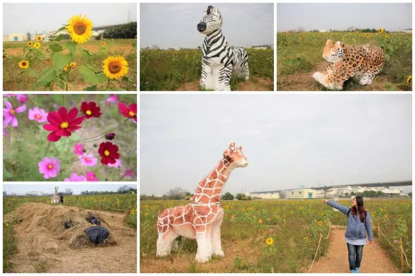 【彰化和美景點】2018向日葵及波斯菊花海~花田喜事幸福旺旺活動到2/20止        
      