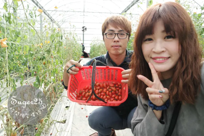 [旅遊]下雨天何去處，一起採果趣//藤結教育觀光農場//溫室採番茄，下雨也不用怕!!!溫泉番茄、玉女番茄、瓜園自己採好好玩!!!--宜蘭礁溪