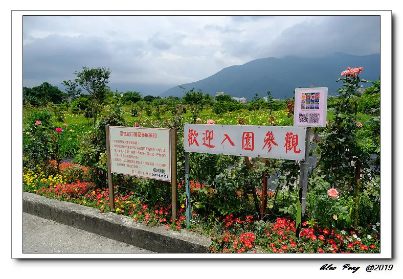 花蓮縣-吉安鄉-嘉德花田+慶豐麵店修改文章