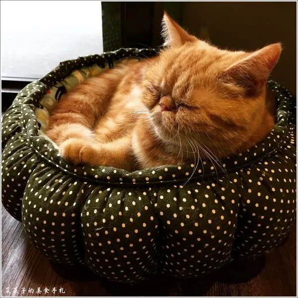 [新北林口]貓泰泰Mao Thai Thai|泰式料理、咖啡店、貓咪寵物餐廳|嘎打拋豬、焦糖五花肉、可麗露(文附菜單)