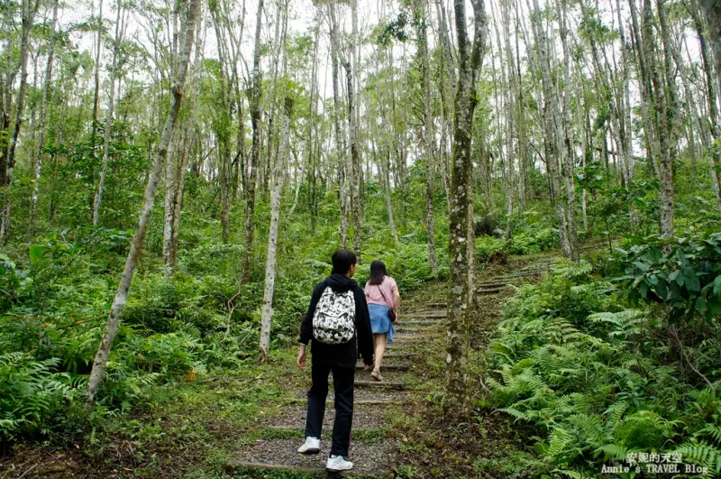 [宜蘭 旅遊]  拳頭姆步道  走進天送的掌中秘境 蕨類的綠意仙境