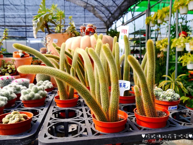 【高雄-大樹區】農友種苗休閒農場（近舊鐵橋濕地）