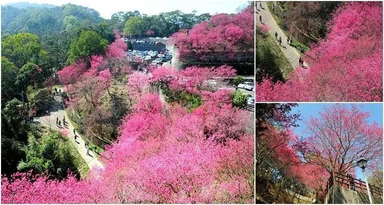 苗栗協雲宮櫻花。滿山山櫻花盛開中