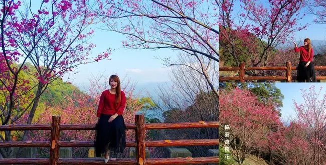 苗栗賞櫻景點 ▶ 協雲宮 ▶ 2019最新花況 苗栗獅潭賞櫻、寺廟景點 山林中賞櫻秘境 順遊清安豆腐街吃豆腐 苗栗一日遊!